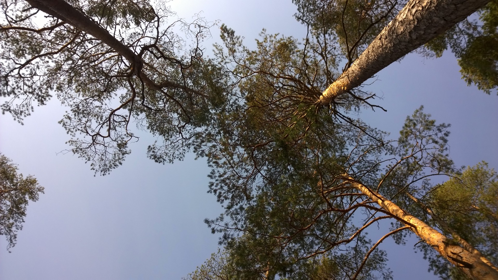 Edunvalvonta